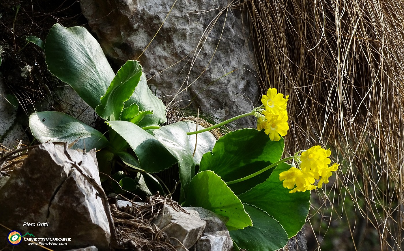 60 Primula orecchia d'orso (Primula auricola),.JPG -                                